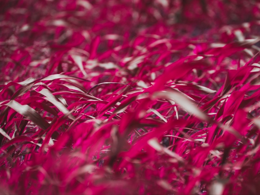 grass, leaves, pink, plant, macro