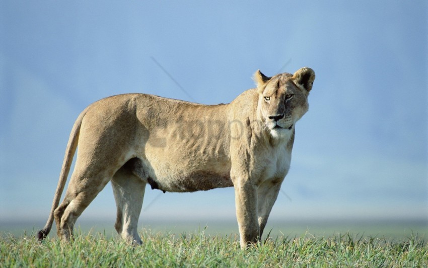 lion, wildlife, savanna, nature, animal, grassland, mammal