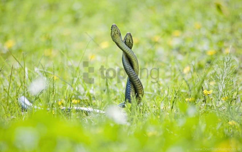 Grass Looking Out Snake Wallpaper PNG Transparent Background