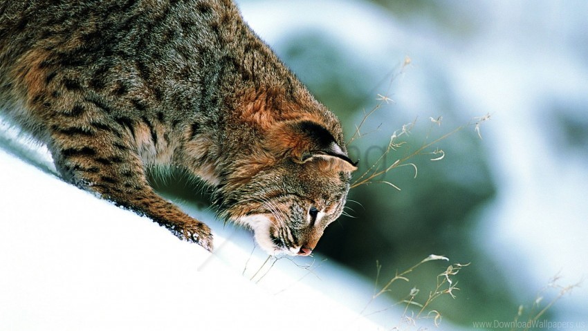 Grass Lynx Slope Snow Winter Wallpaper PNG Transparent Background