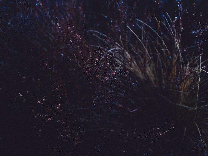 grass, macro, plant, dark