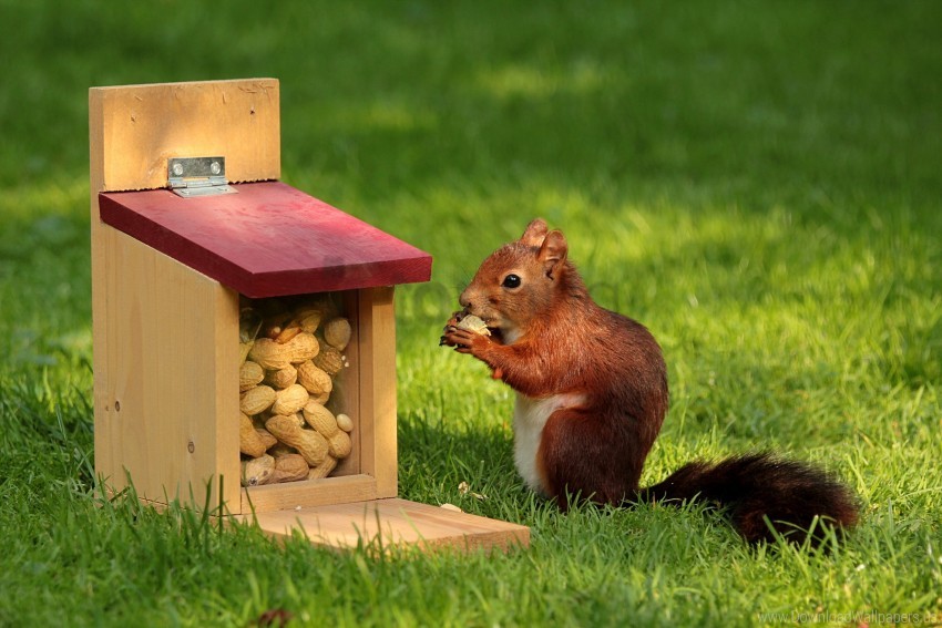 Grass Nuts Pork Squirrel Wallpaper PNG Transparent Background