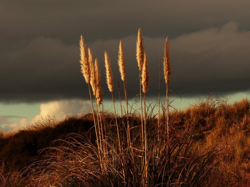 grass, panicles, dry, stems, plant