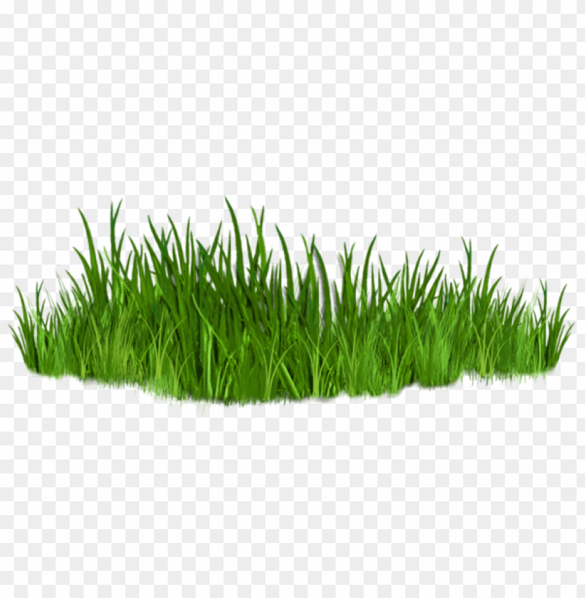 grass ,grounds ,coverings ,herb , grass , weed , pasture 