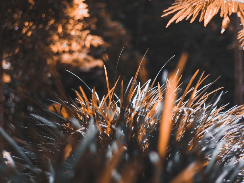 Grass Plant Blur Leaves Background