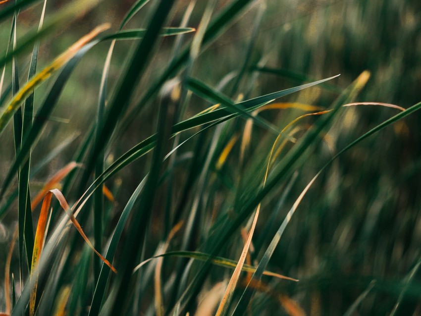 grass, plant, blur, leaves, macro