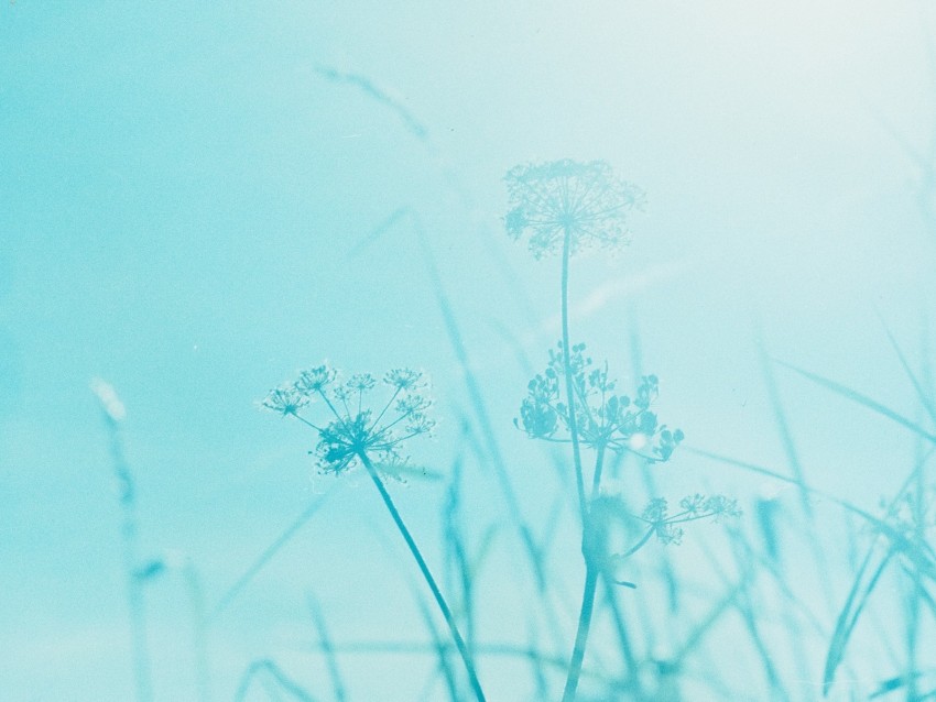 grass, plant, inflorescences, blue