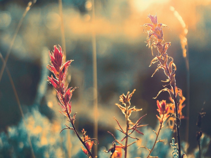 grass, plant, sunlight, glare, blur