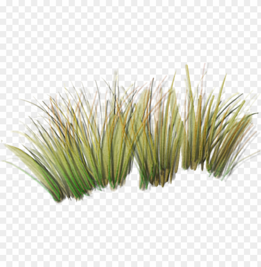 tall grass, green grass, grass hill, ornamental grass, grass vector, grass border