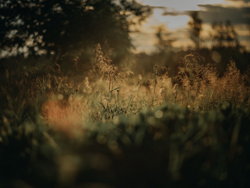 grass, plants, blur, lawn, nature