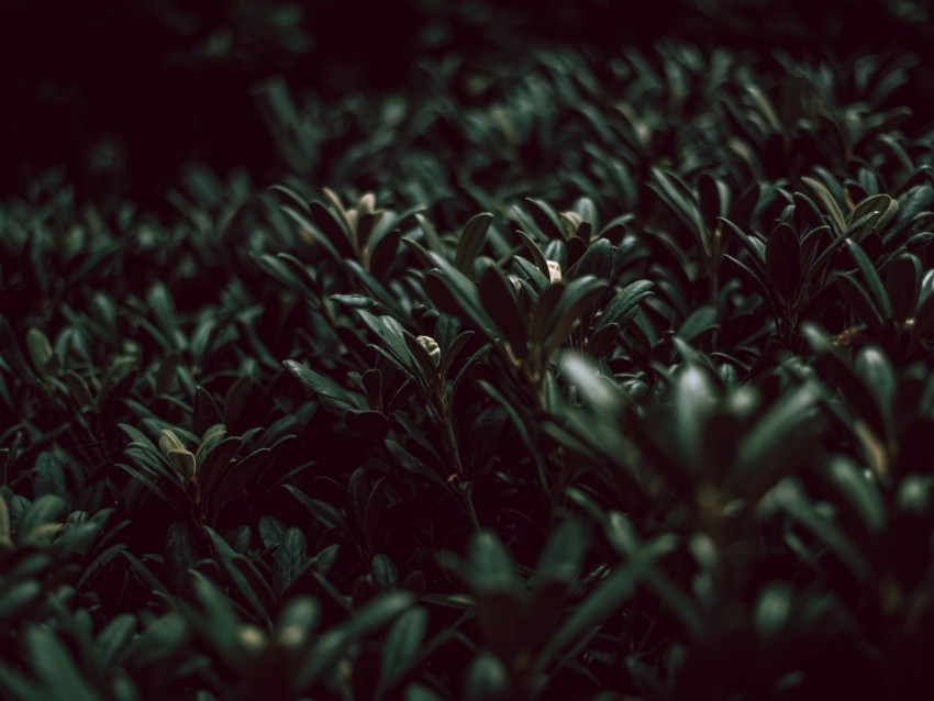 Grass Plants Green Leaves Macro Background