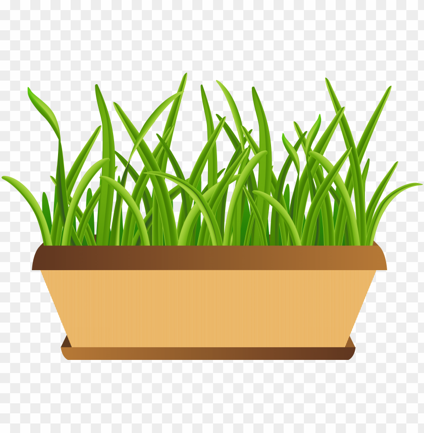 green grass, grass hill, ornamental grass, grass vector, grass border, minecraft grass block