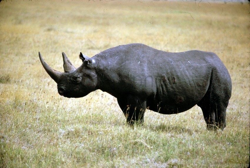 Grass Rhino Walk Wallpaper PNG Transparent Background