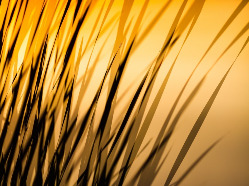 grass, shadow, dark, lines, plant