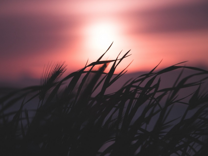 grass, silhouette, sky, night, dark, blur