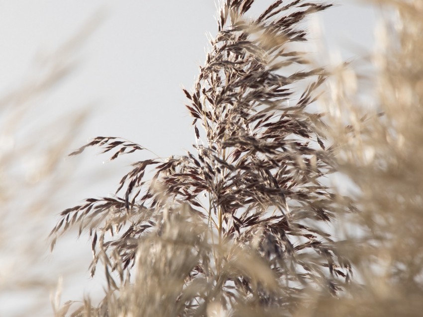 grass, spike, plant, grain, macro