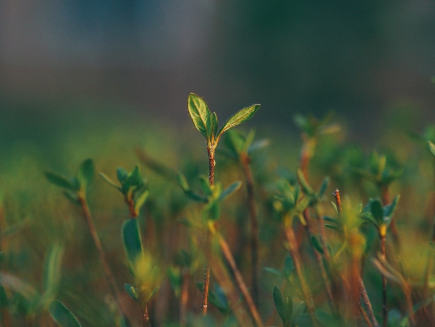 Grass Sprout Blur Macro Green Background