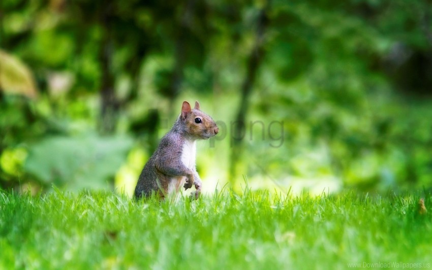 Grass Squirrel Walk Wallpaper PNG Transparent Background