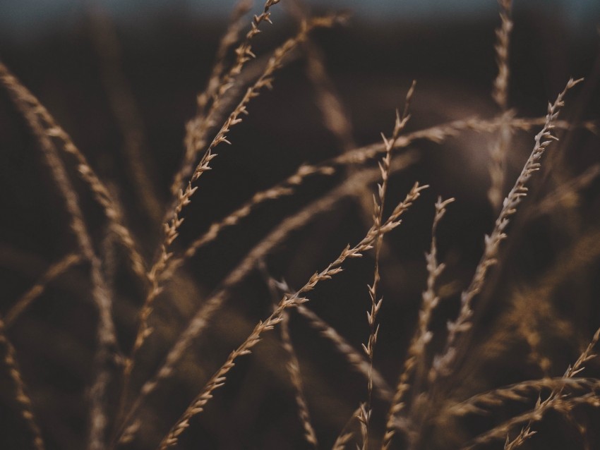 grass, stalks, spikelets, plant, macro, closeup