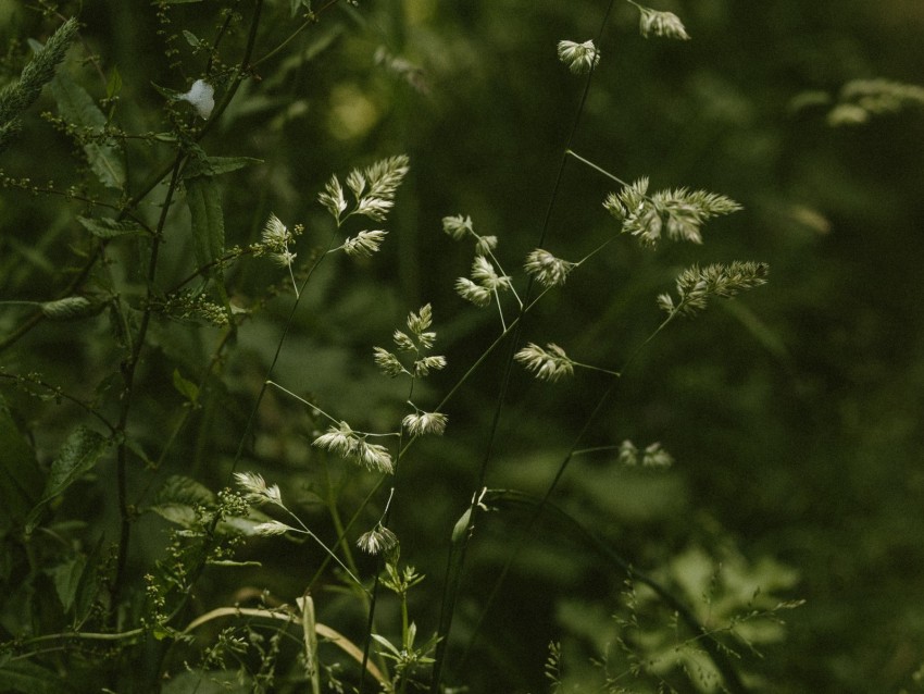 Grass Stems Spikelets Green Plants Wild Background