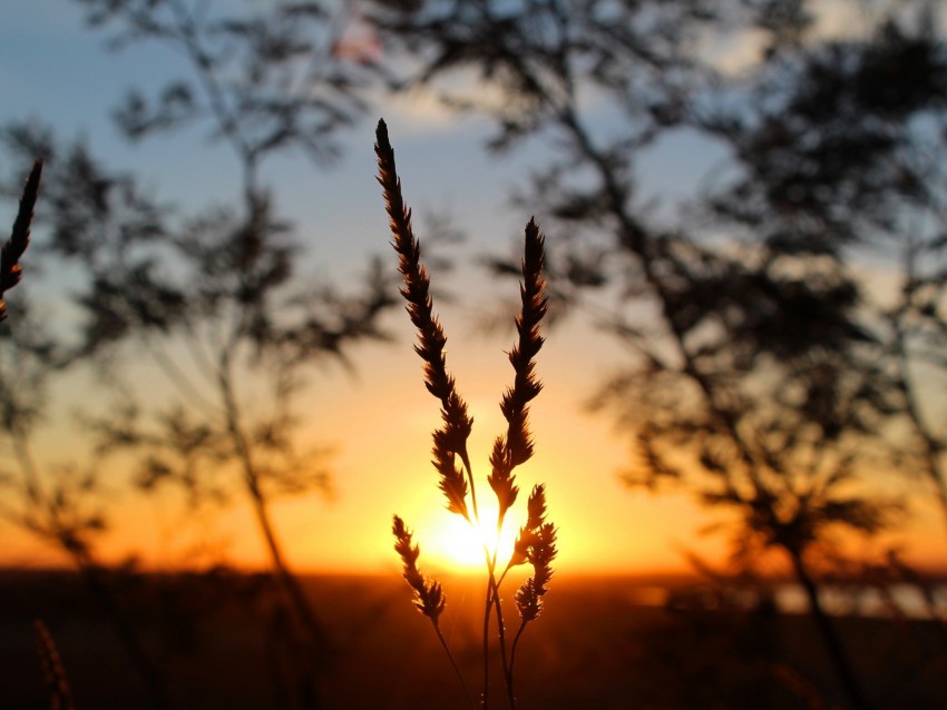 grass, sunset, macro, blur, sunlight