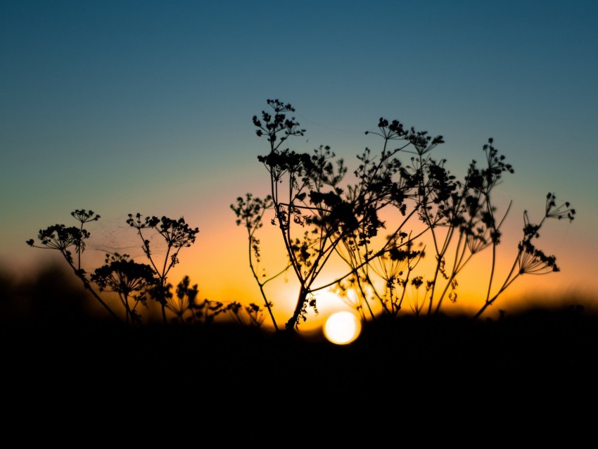 grass, sunset, sky, sun, blur