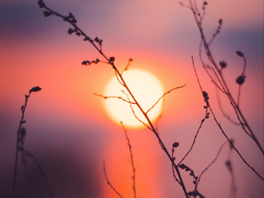 grass, sunset, sun, macro