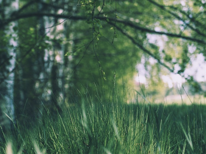 grass, trees, meadow, branches, greens