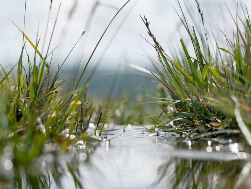 grass, water, macro, plants, green