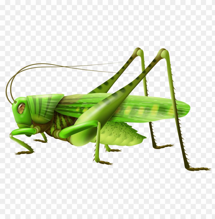 grasshopper