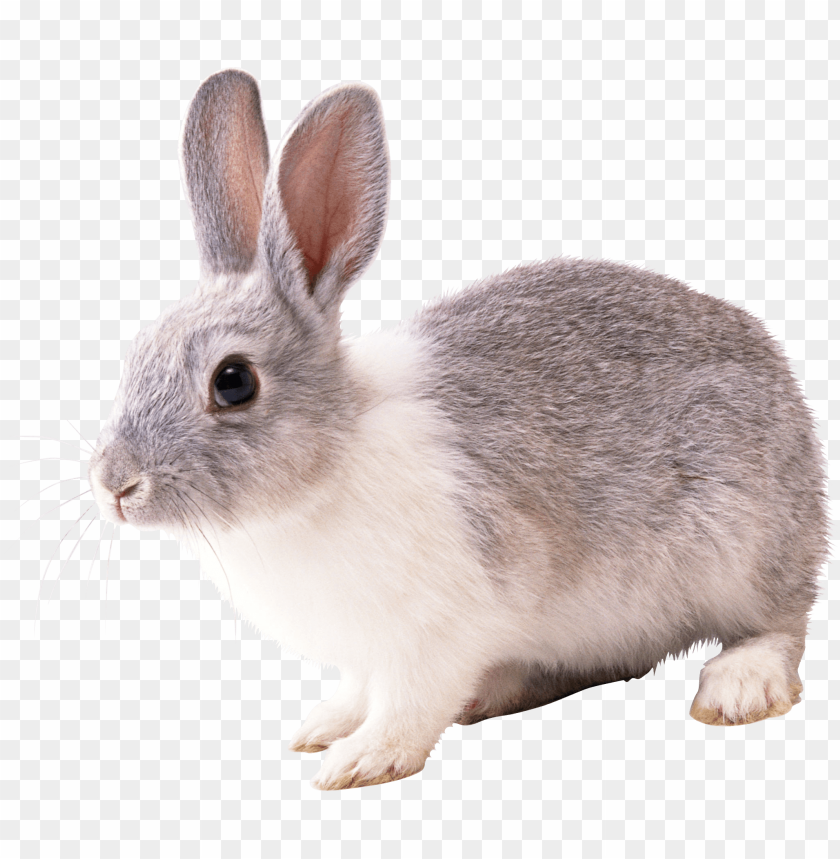 
rabbit
, 
cute
, 
brown
, 
white
, 
fur
, 
friendly
, 
pet
