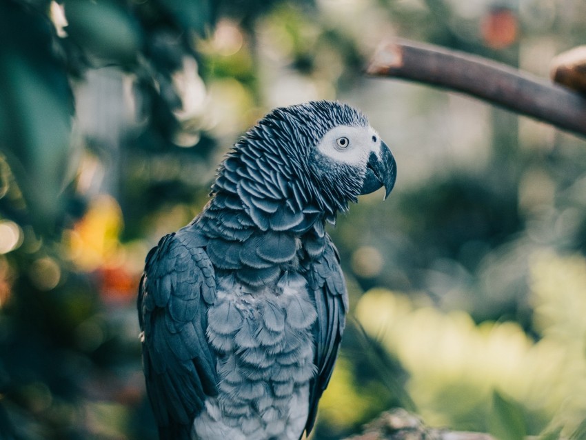 gray parrot, parrot, bird, branch