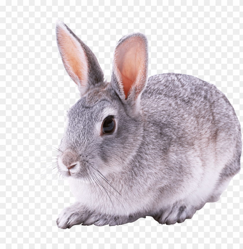 rabbit, domestic breeds, care tips, nutrition, behavior