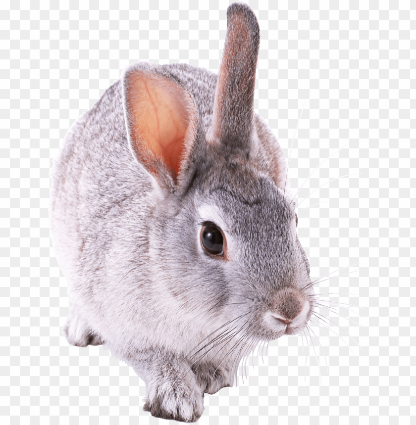 
rabbit
, 
cute
, 
brown
, 
white
, 
fur
, 
friendly
, 
pet
