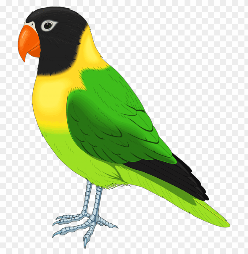 birds png ,bird