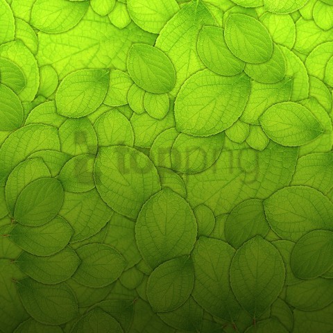 green background texture, texture,green,background