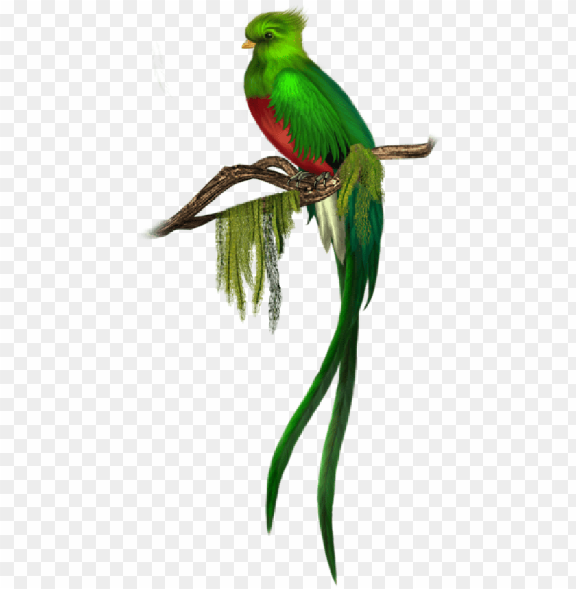 birds png ,bird