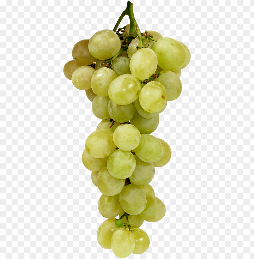 
grape
, 
berry
, 
grapes
, 
fruit
, 
green grapes
, 
food
