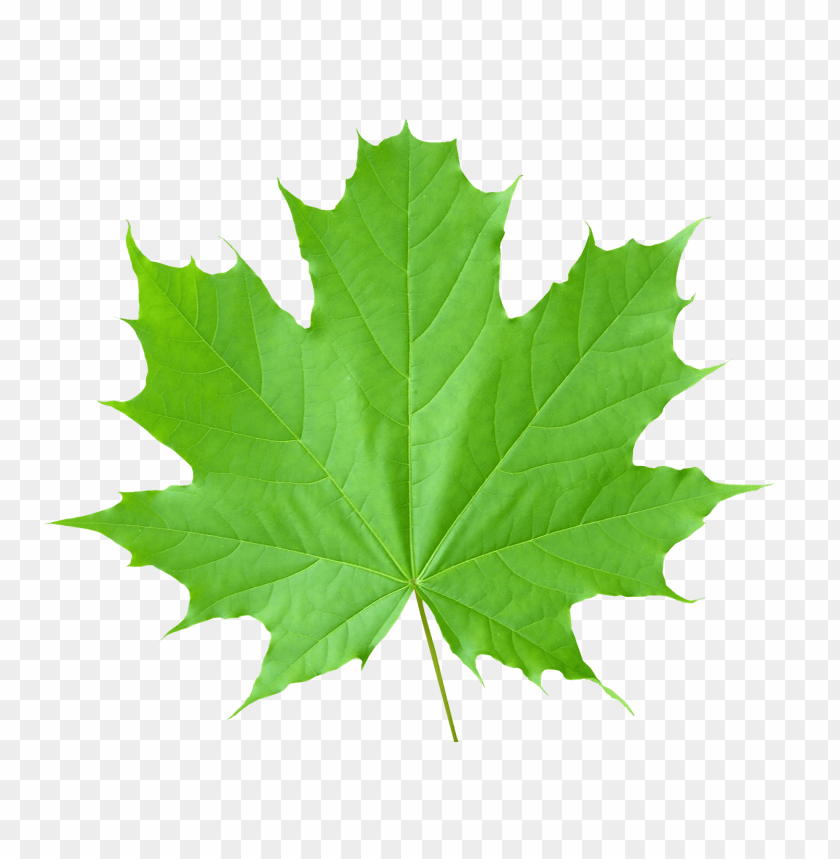 
leaf
, 
foliage
, 
autumn foliage
, 
photosynthetic function
