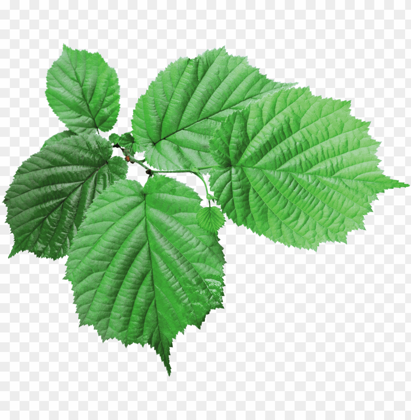 
leaf
, 
foliage
, 
autumn foliage
, 
photosynthetic function
