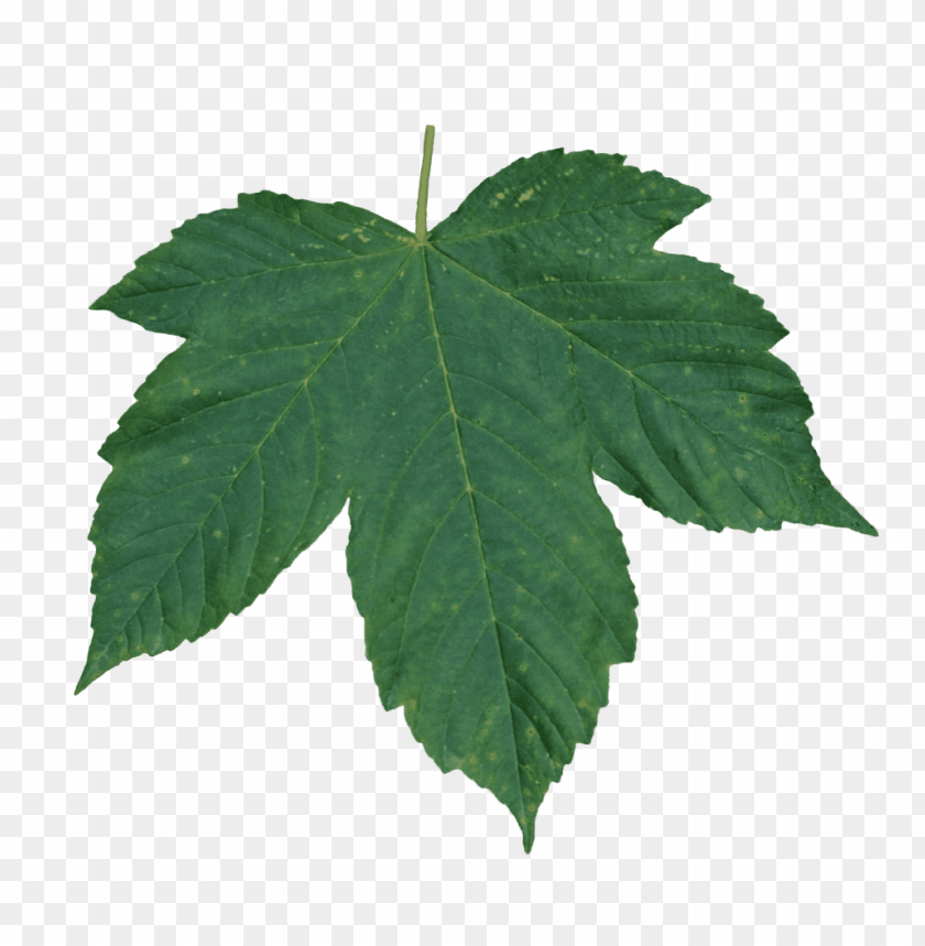 
leaf
, 
foliage
, 
autumn foliage
, 
photosynthetic function
