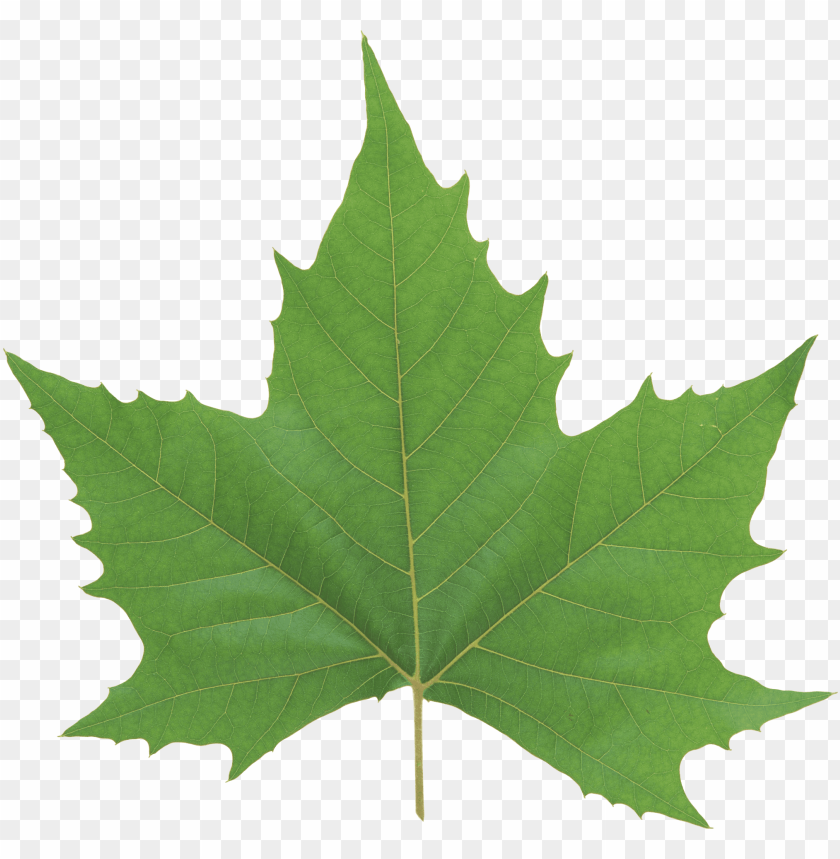 
leaf
, 
foliage
, 
autumn foliage
, 
photosynthetic function
