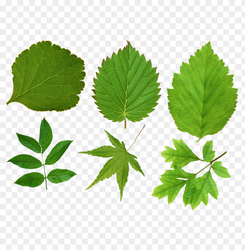 
leaf
, 
foliage
, 
autumn foliage
, 
photosynthetic function
