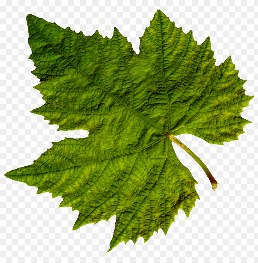 
leaf
, 
foliage
, 
autumn foliage
, 
photosynthetic function
