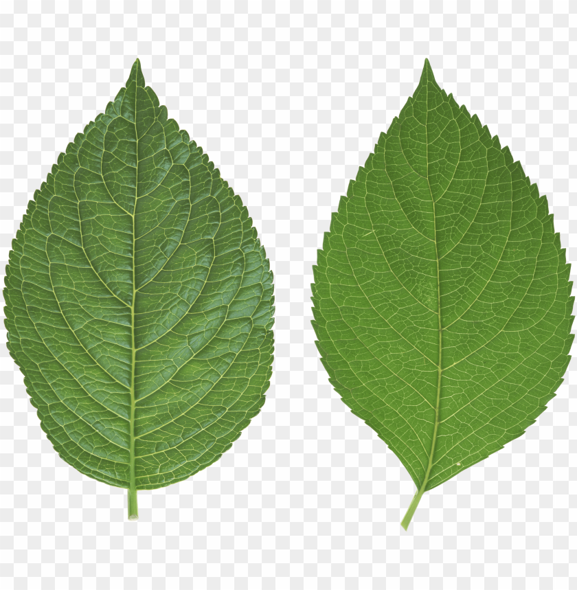 
leaf
, 
foliage
, 
autumn foliage
, 
photosynthetic function
