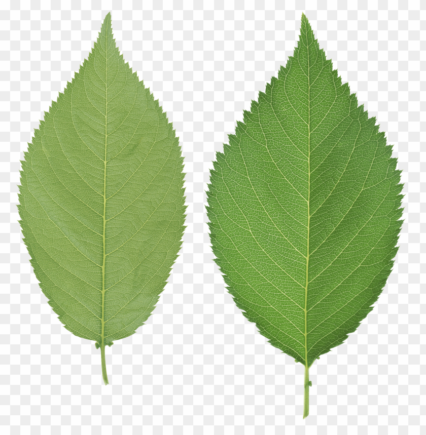 
leaf
, 
foliage
, 
autumn foliage
, 
photosynthetic function
