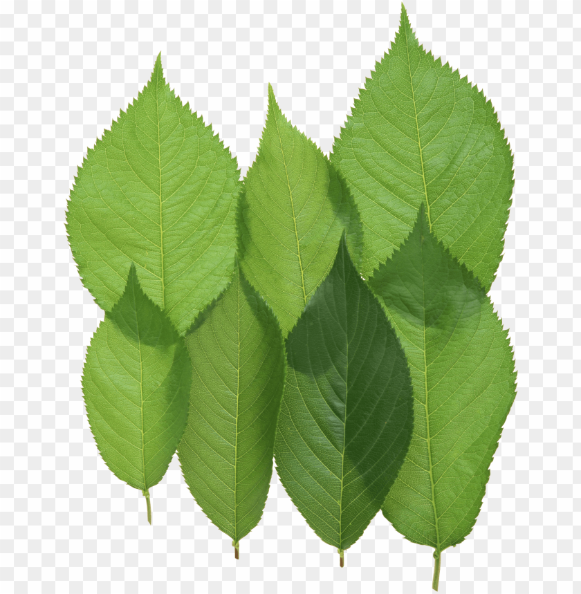 
leaf
, 
foliage
, 
autumn foliage
, 
photosynthetic function
