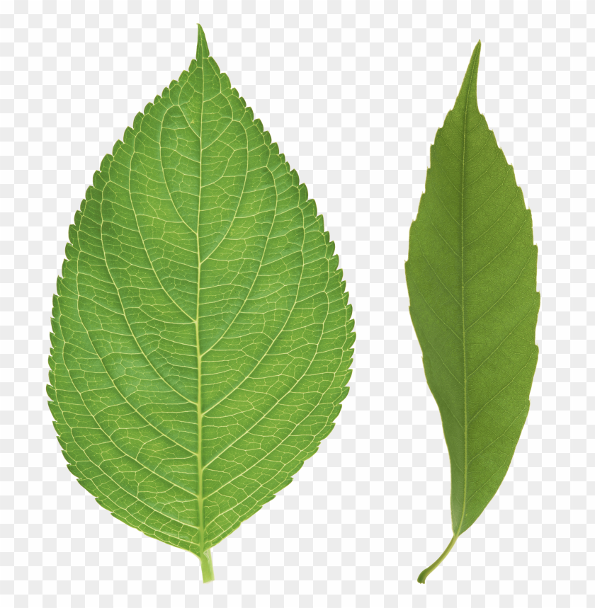 
leaf
, 
foliage
, 
autumn foliage
, 
photosynthetic function
