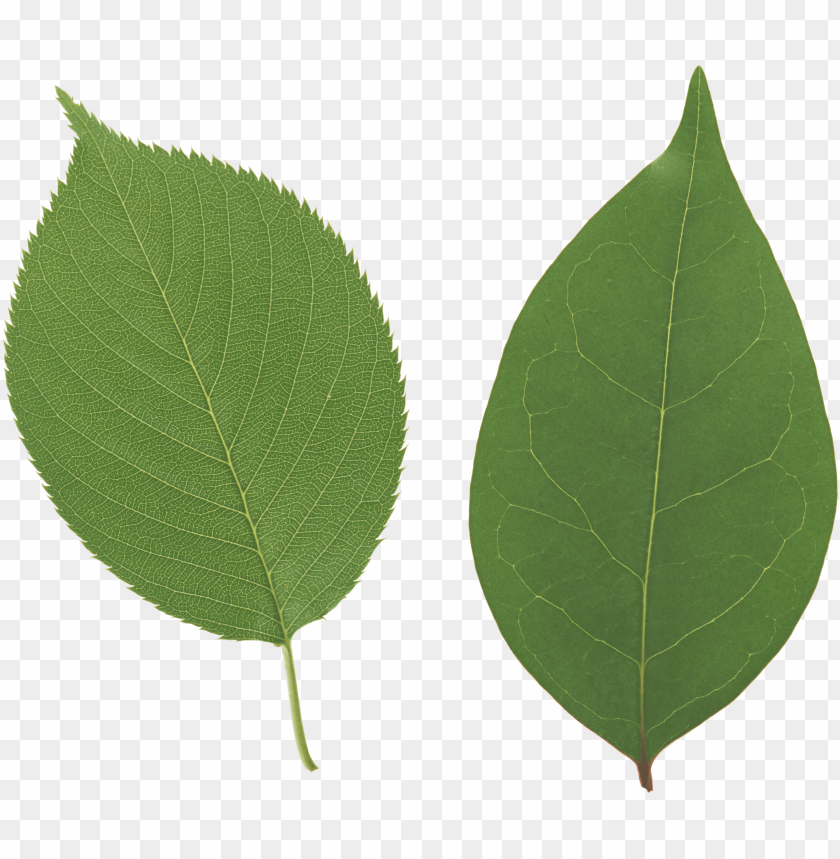 
leaf
, 
foliage
, 
autumn foliage
, 
photosynthetic function
