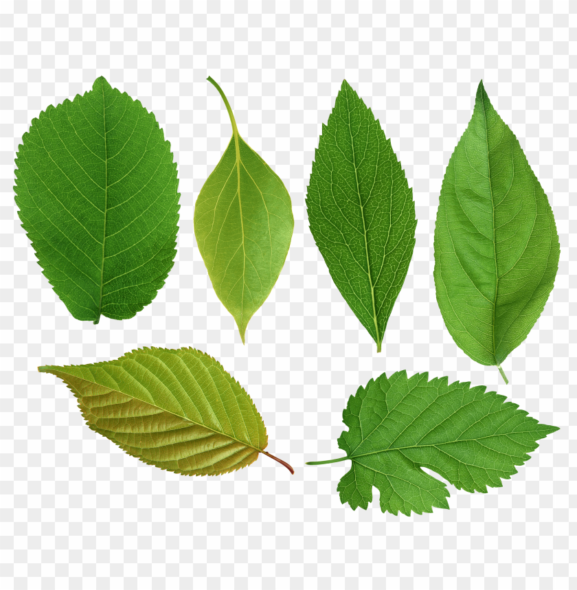 
leaf
, 
foliage
, 
autumn foliage
, 
photosynthetic function
